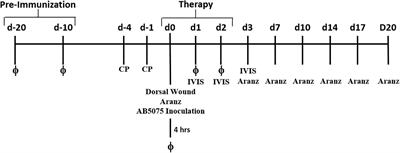 Impact of Frequent Administration of Bacteriophage on Therapeutic Efficacy in an A. baumannii Mouse Wound Infection Model